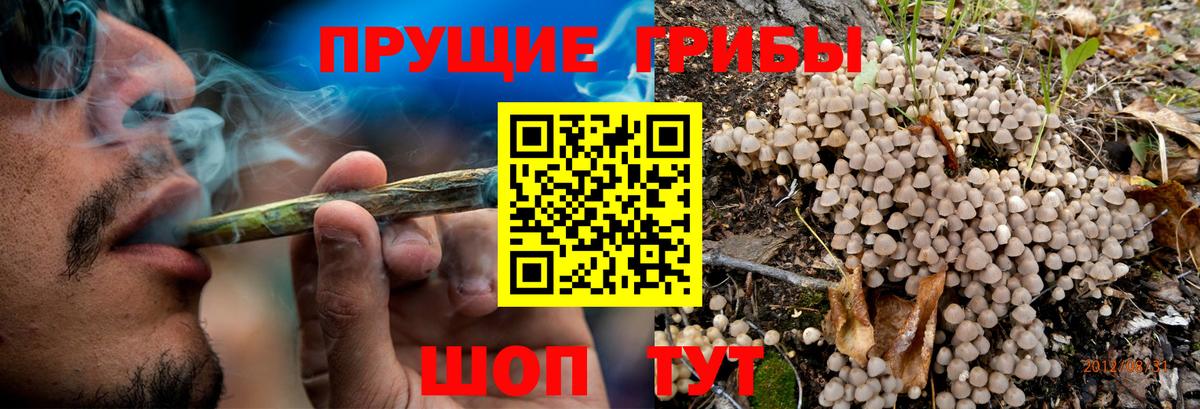 Галлюциногенные грибы Psilocybine cubensis Ульяновск